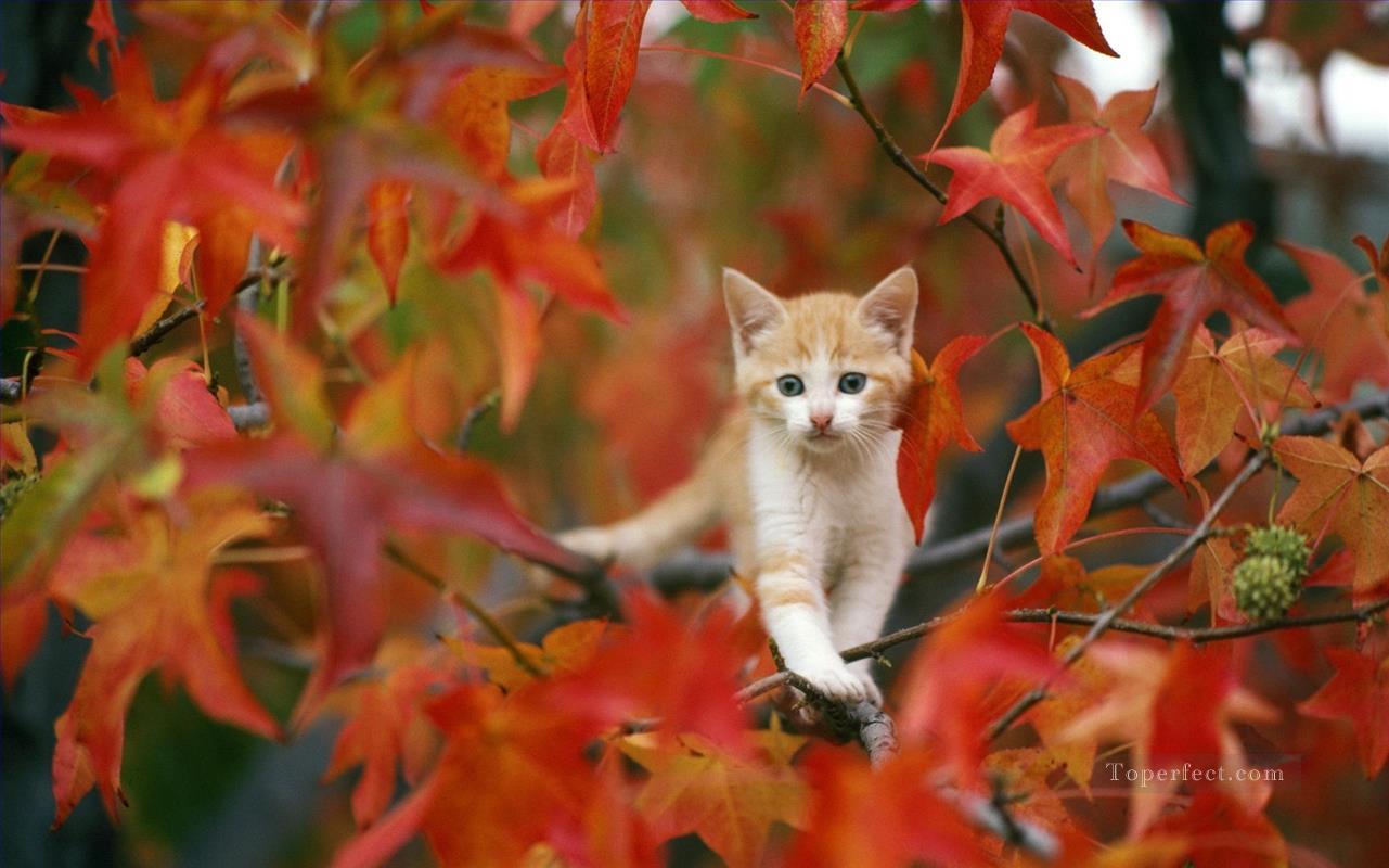 photo de chat en automne Peintures à l'huile